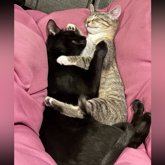 Meet your Posher, Casey - Picture 7 of 12